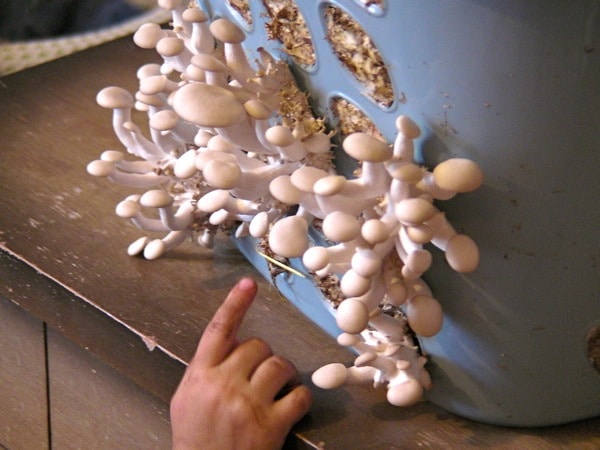 自己家种的蘑菇一天喷几次水,自己种蘑菇可以收几次