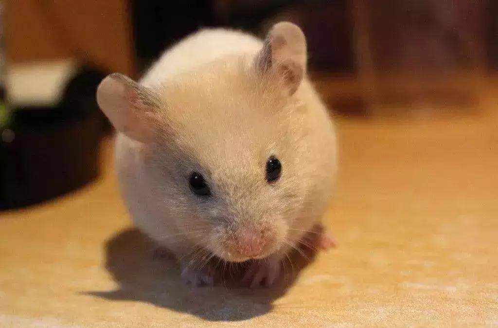 仓鼠种类短毛,仓鼠科普常见仓鼠种类