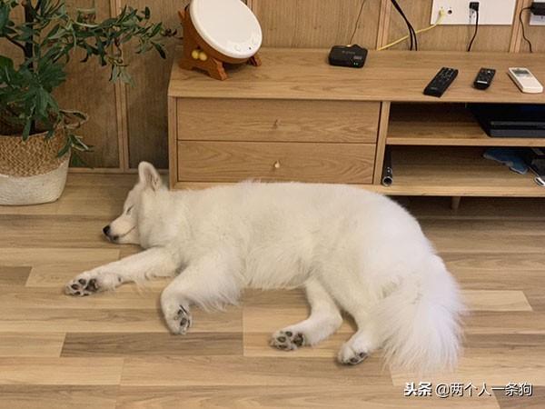 气温骤降十度,妈妈担心萨摩耶患上关节炎,软糖:睡觉质量提高