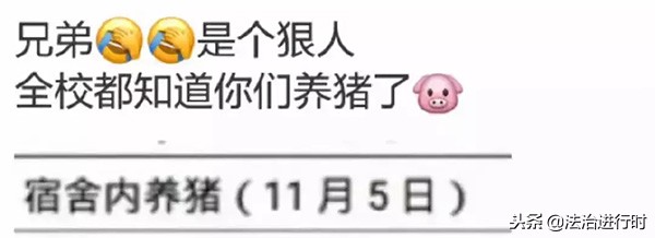 大学生宿舍养猪,当代大学生宿舍养猪的行为