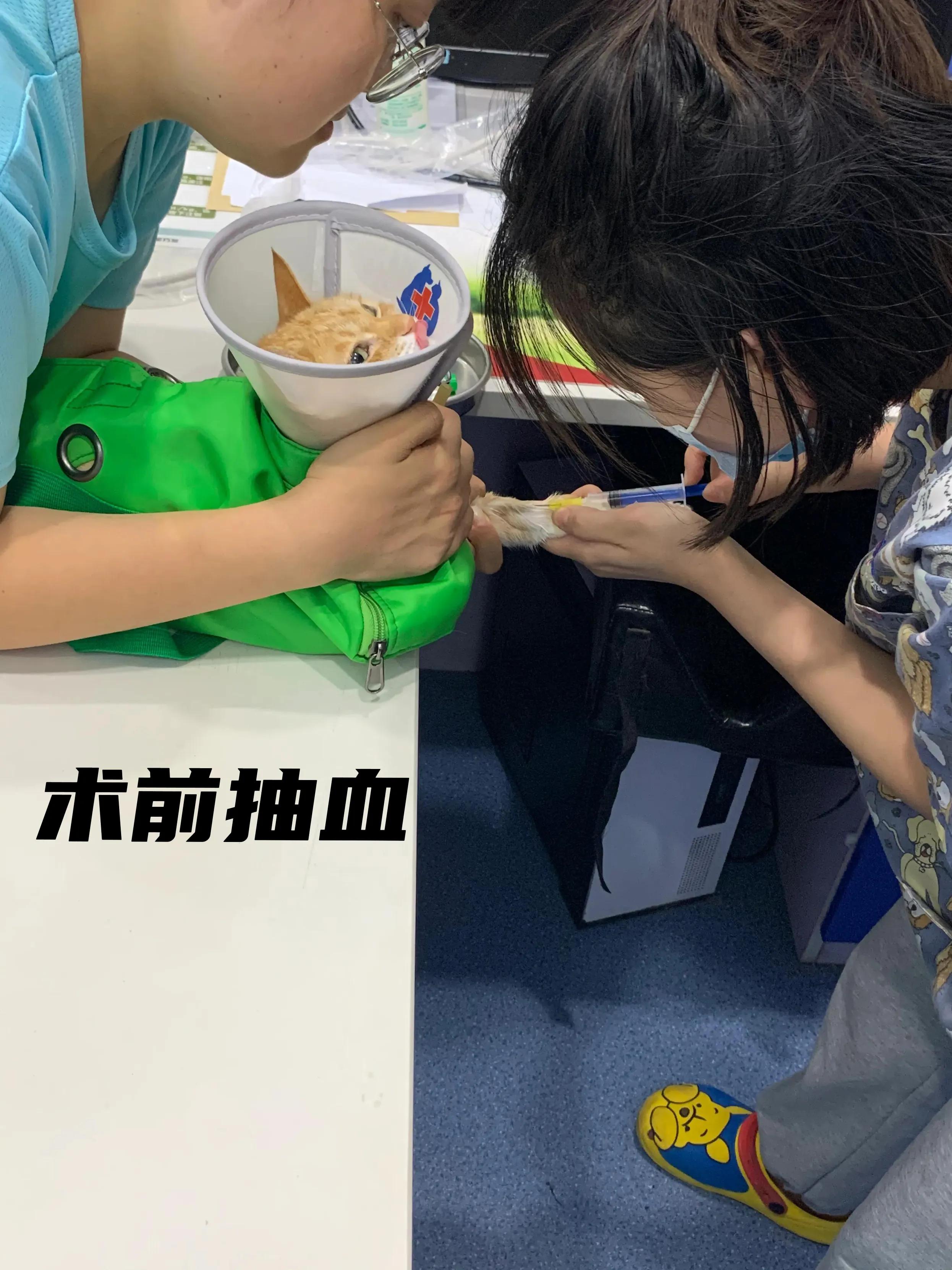 猫脓肿的治疗方案,猫咪肛门腺溃烂反复发作怎么治疗