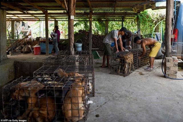 柬埔寨屠夫一天勒死并屠宰上千条狗，称自己比狗还痛苦