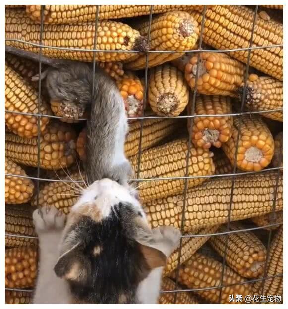 真实版黑猫警长抓老鼠,抓老鼠玩黑猫警长