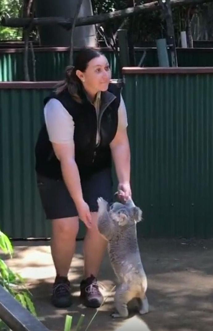 考拉能不能当宠物,如何养宠物考拉