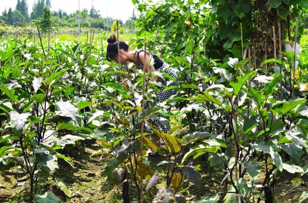 都江堰景区钓鱼地点推荐,都江堰垂钓好去处