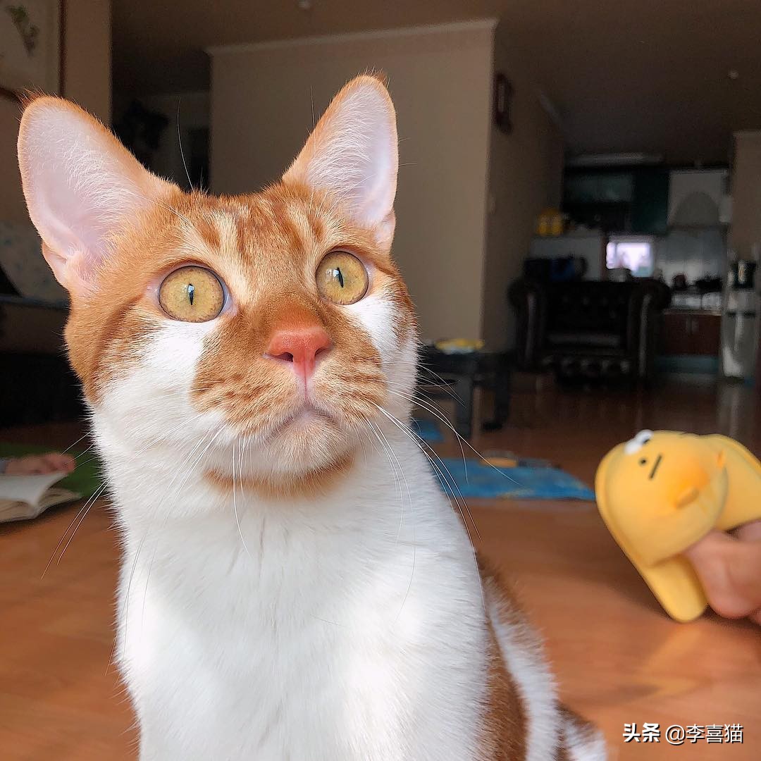 铲屎官如何避免猫咪挠到自己,铲屎官都会被猫咪挠吗