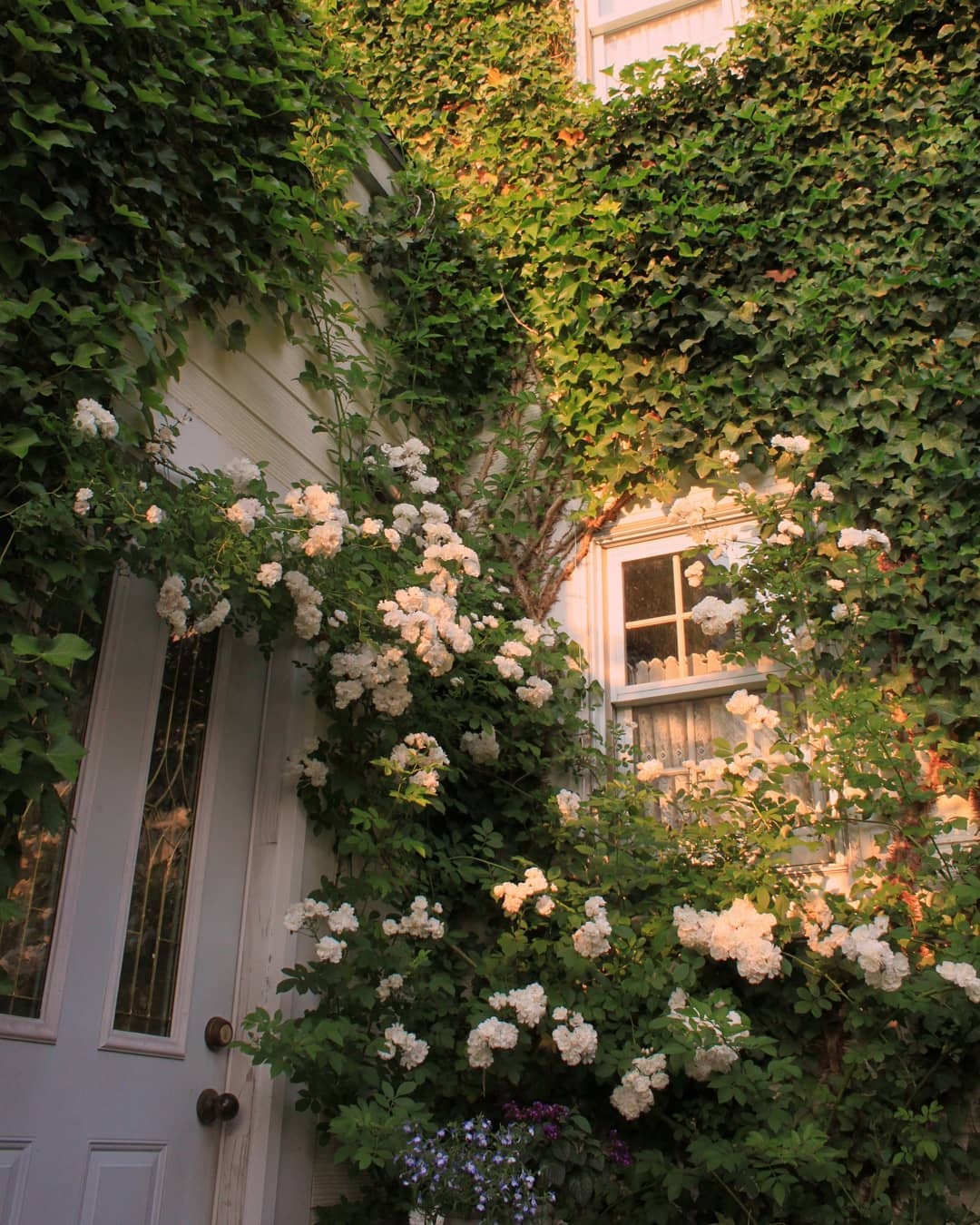 爬藤植物怎么牵引造型,爬藤植物是怎么爬藤的
