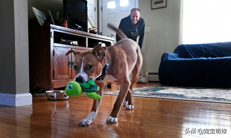 宠物全美大赛,美国奥兰多宠物展冠军