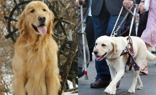 柴犬柯基傻傻分不清,柴犬分辨得出坏人吗