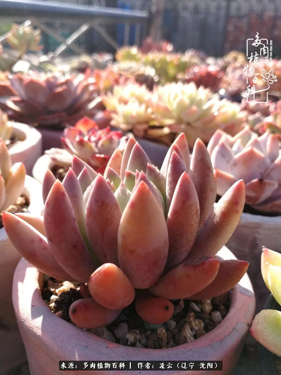 秋闲赏多肉，话育儿，亲生的自家娃，总有一刻让你怦然心动