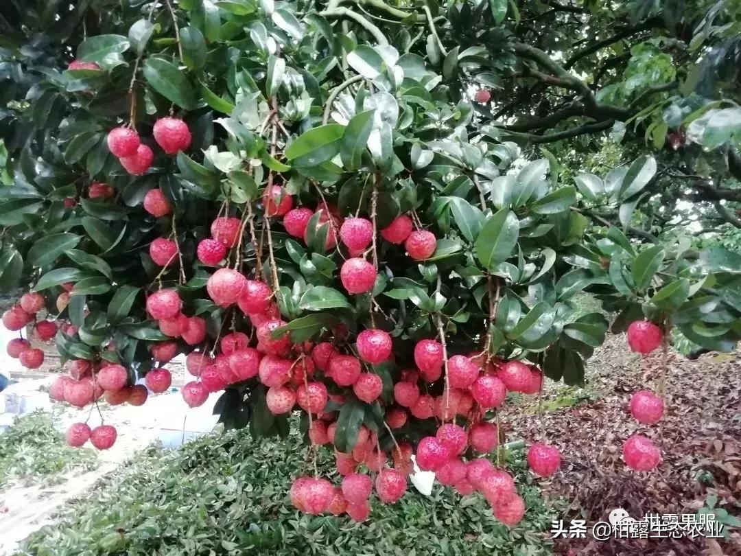 广西玉林生猪最新价格行情,广西农产品一周价格行情