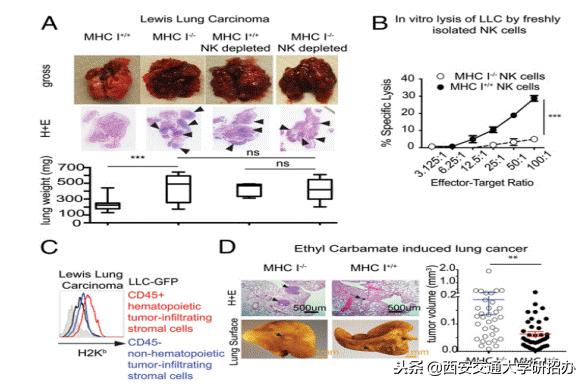 控制肺癌的药物,抑制肺癌最新研究