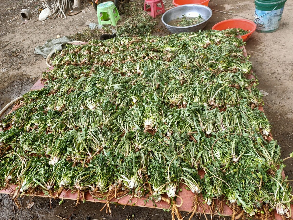 蒲公英适合什么季节晾晒,蒲公英啥时间采挖效果最好