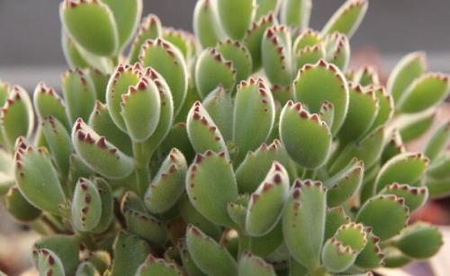 扦插熊童子需要使用生根液吗,扦插的熊童子多久喷一次水