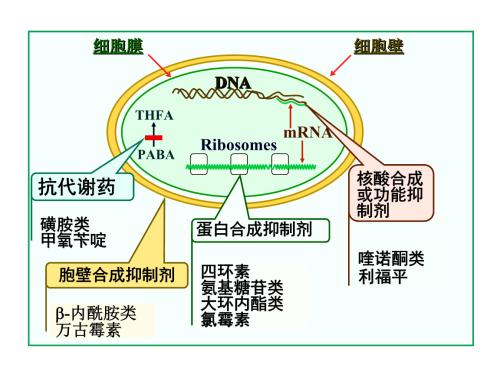 养猪抗生素添加剂用哪种好,养猪用药抗生素是不是有不同含量