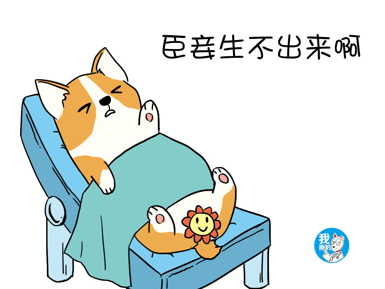 狗狗生产容易难产吗,狗狗生产会不会大出血