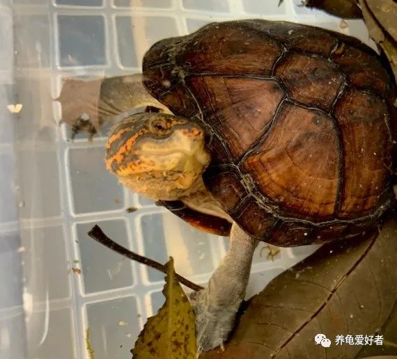 养龟秘诀,养龟掌握这九大秘诀还怕养不好吗