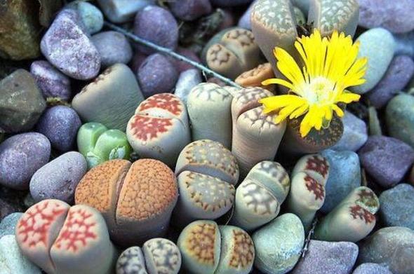 多肉生石花怎么移栽,生石花最好养的多肉