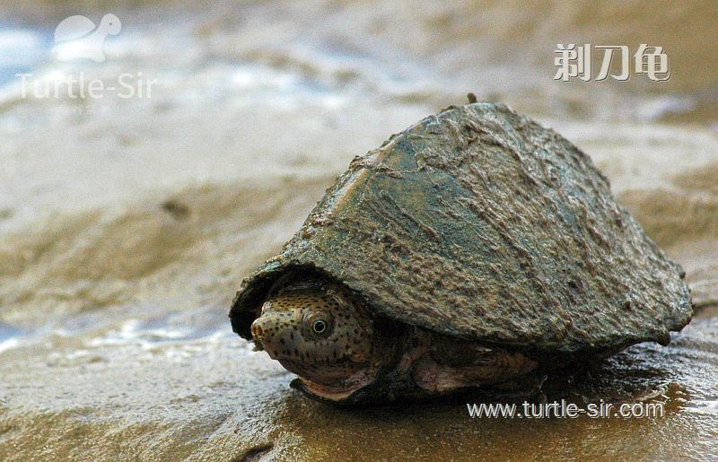 深水龟腐皮病怎么治疗,剃刀龟腐甲怎么治