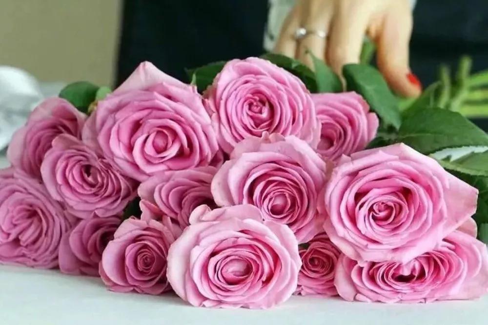 一篇文章带你认识三亚40种花,鲜花图鉴一次性认识30种玫瑰花