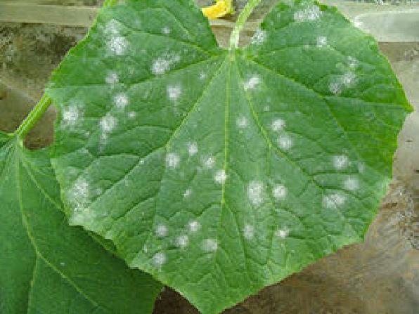 黄瓜怎样施肥才能丰产,最丰产的黄瓜品种