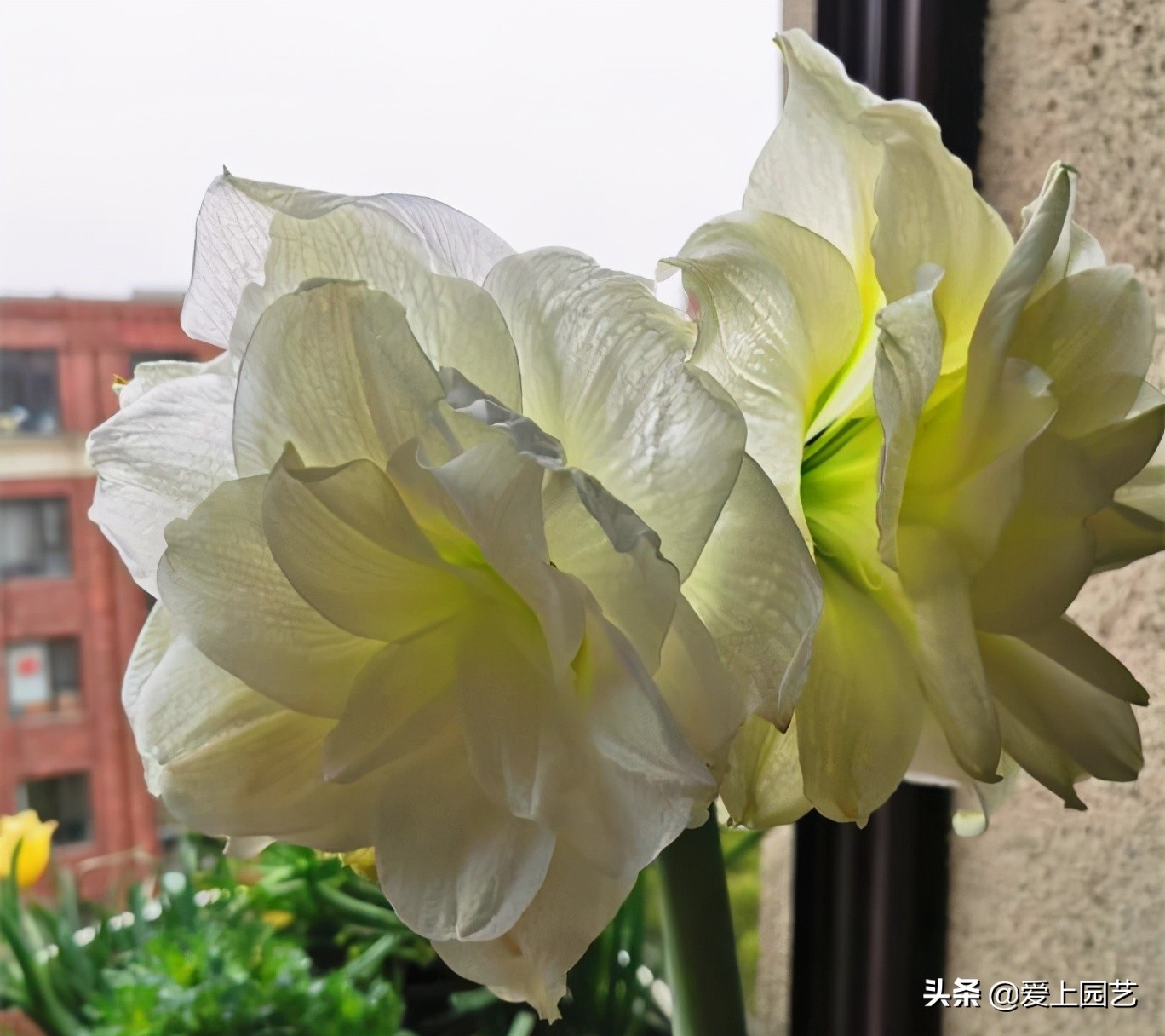 鏈遍《绾㈠井淇＄兢,鏈遍《绾㈢兢