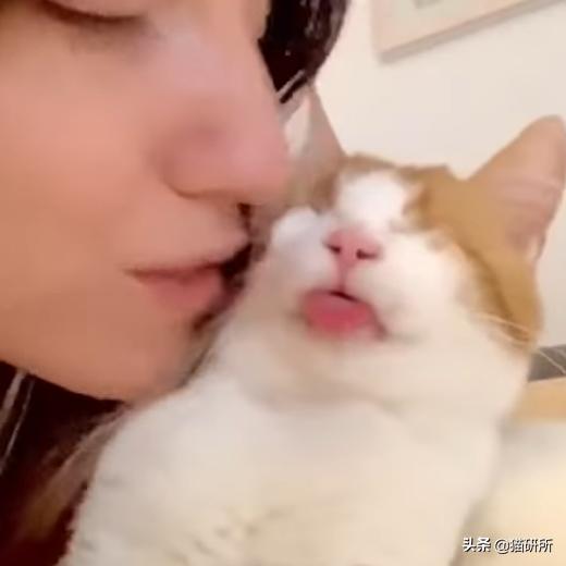 失明猫咪康复治疗,失明猫咪怎么照顾