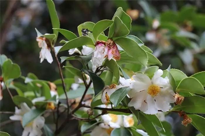 山茶油和茶树油有什么区别,山茶油很多是假的吗