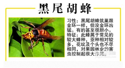 罗源县胡蜂,福州罗源胡蜂养殖基地