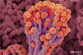 头孢吃了好不好,头孢吃了对胃不好吗