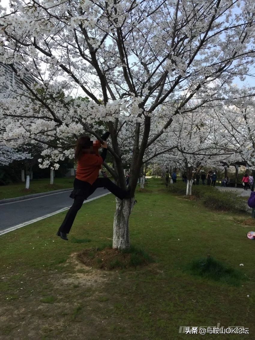 马鞍山滨江公园樱花开了吗,马鞍山雨山樱花