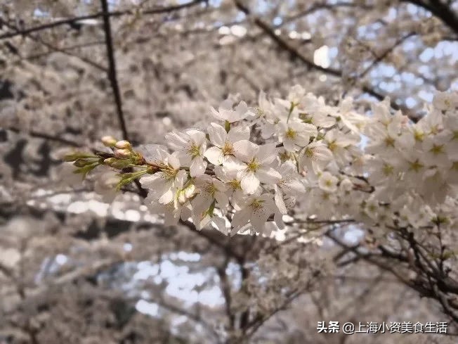 顾村公园一年一度赏樱,顾村公园赏樱点