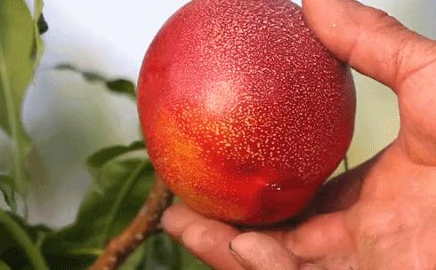 油桃黄心,黄油桃采摘又脆又甜