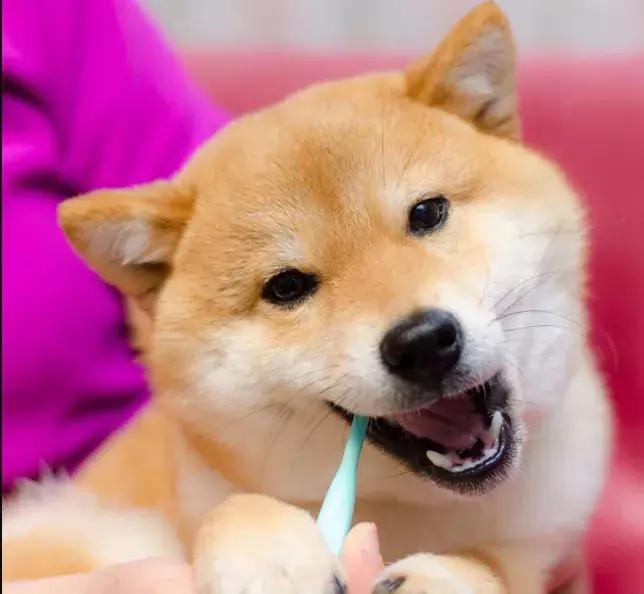 now和go区别,now和go猫粮哪个更好