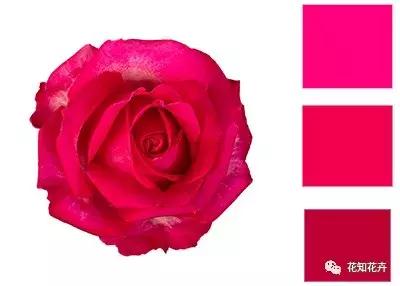 中国玫瑰大家族——雪山玫瑰详解（二）