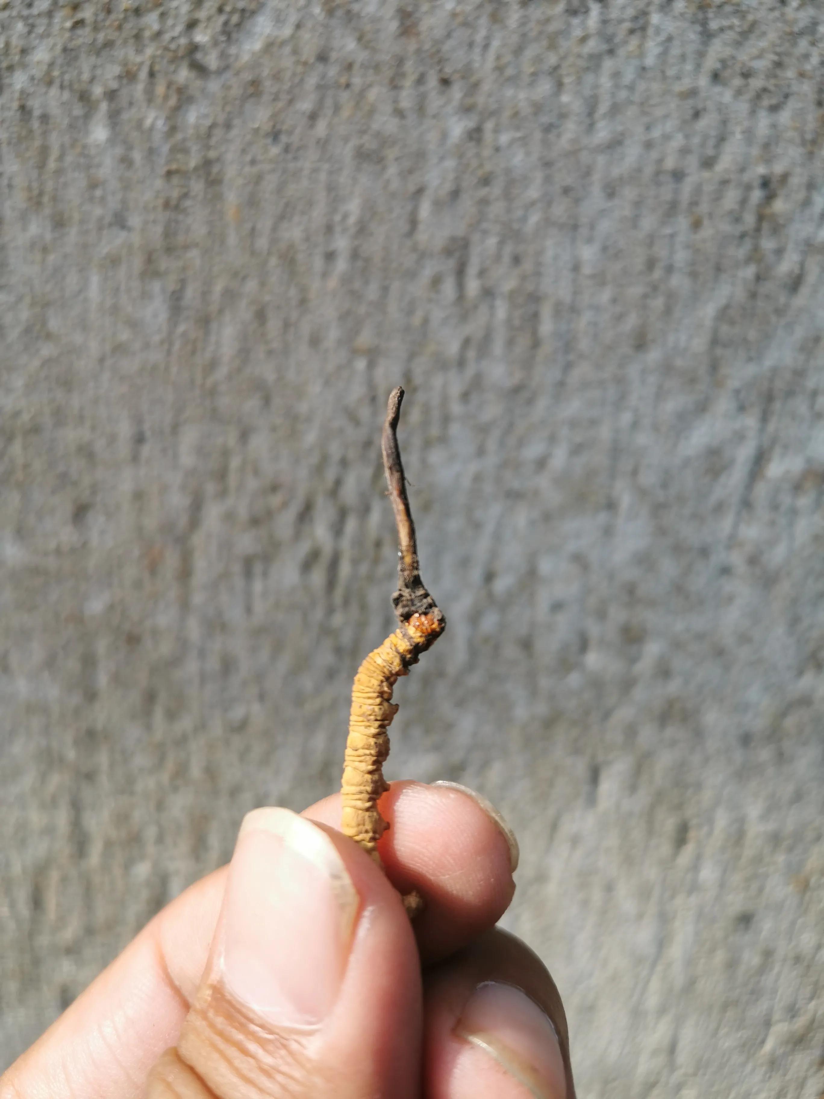 冬虫夏草的产地在我国什么地方,不同产地的冬虫夏草都有什么区别