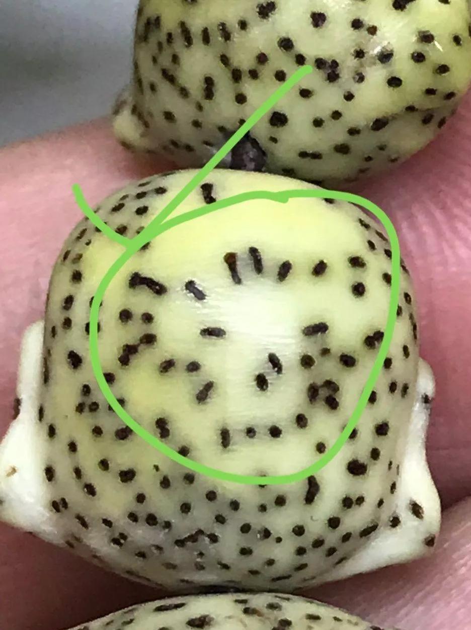 紫金鼠和星月菩提哪个更值得盘玩,星月菩提无相值得盘吗