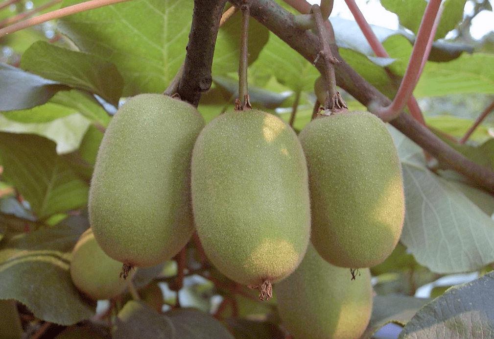 猕猴桃是红心好还是绿心好,猕猴桃是红心的好还是绿色的好