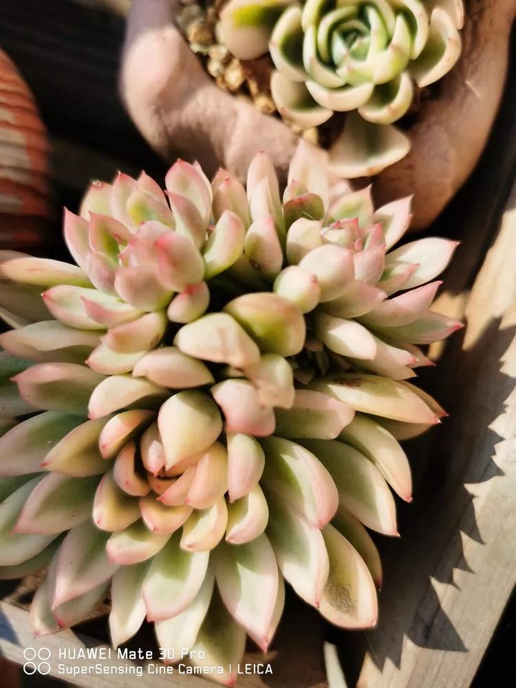 冬日如何更好地养多肉,冬天可以户外养护的多肉