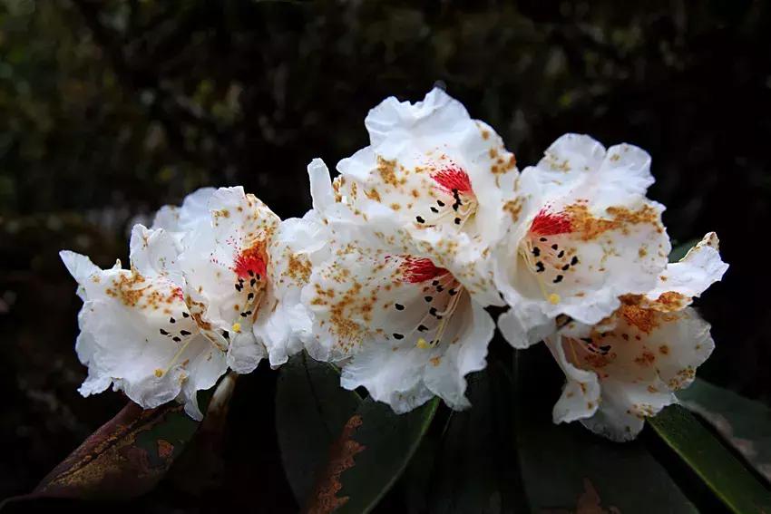 凉山州哪里可以赏花,西昌赏花攻略