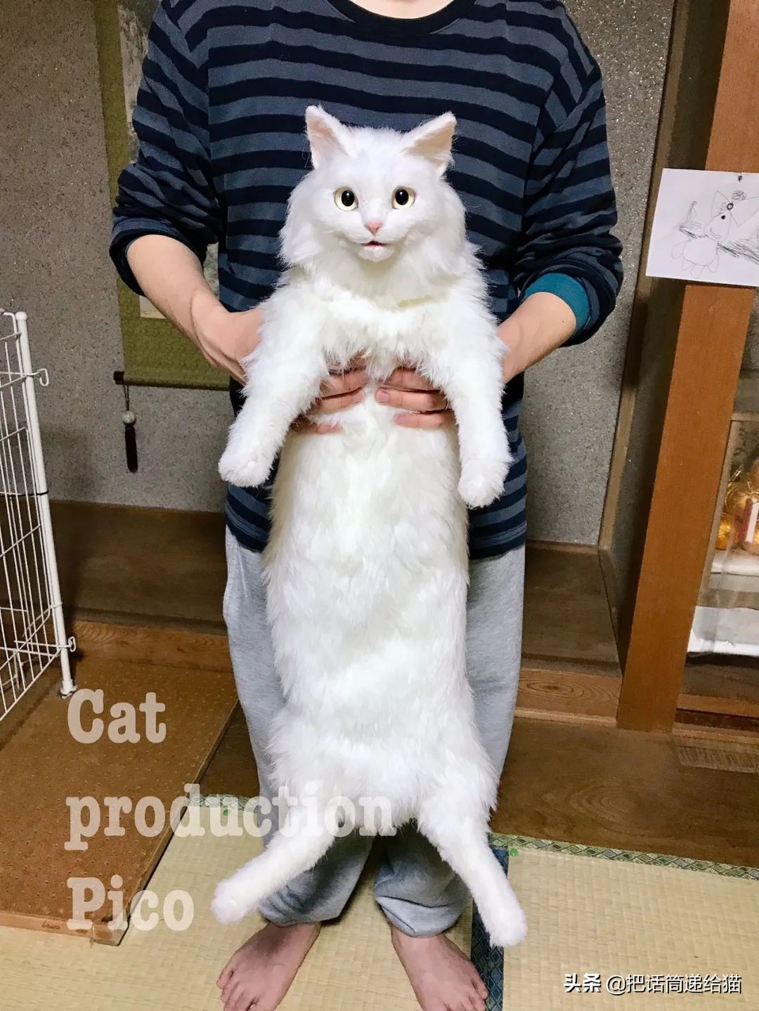 日本网红猫包,日本网红猫咪包