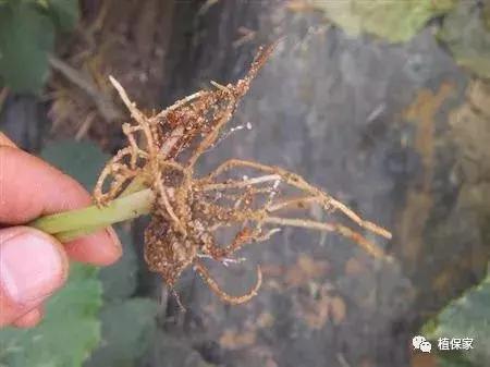 灌根预防根部病害用什么药,根腐病灌根防治技术