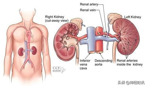 肾脏输尿管膀胱前列腺结构,肾输尿管膀胱解剖示意图