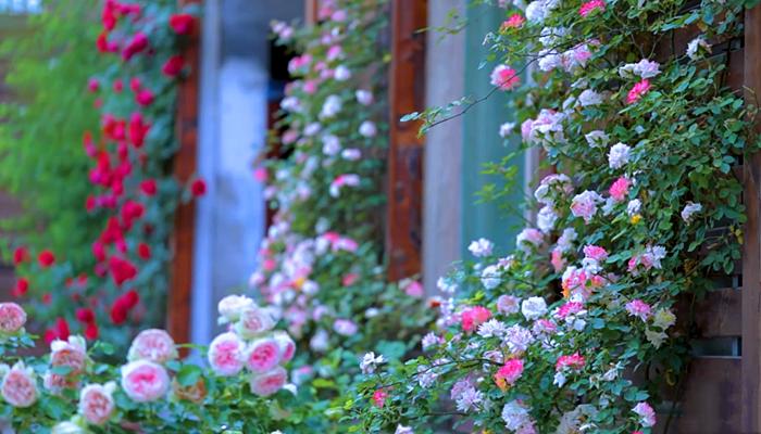 李子柒上山挖野菜视频,李子柒制作全过程视频美食