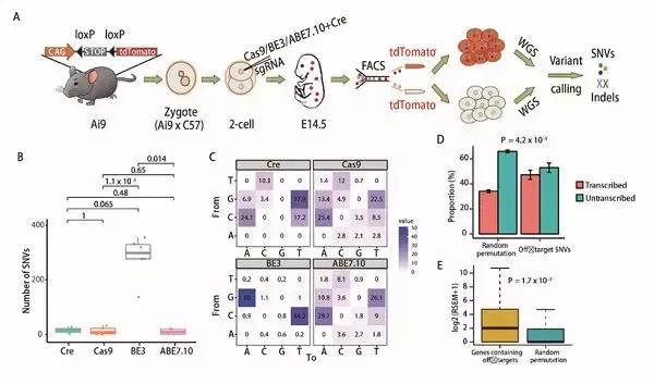 基因修复技术治好精神分裂症,基因治疗精神疾病最新突破