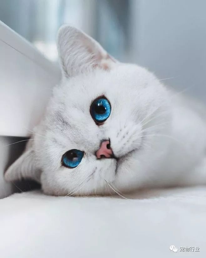 猫头部神经疾病,猫脑神经受损的原因