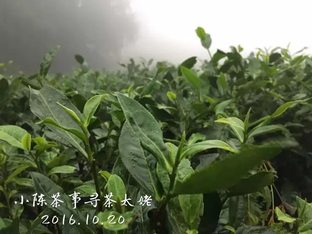 白茶红茶绿茶都是碱性的吗,白茶茶汤酸涩是什么原因