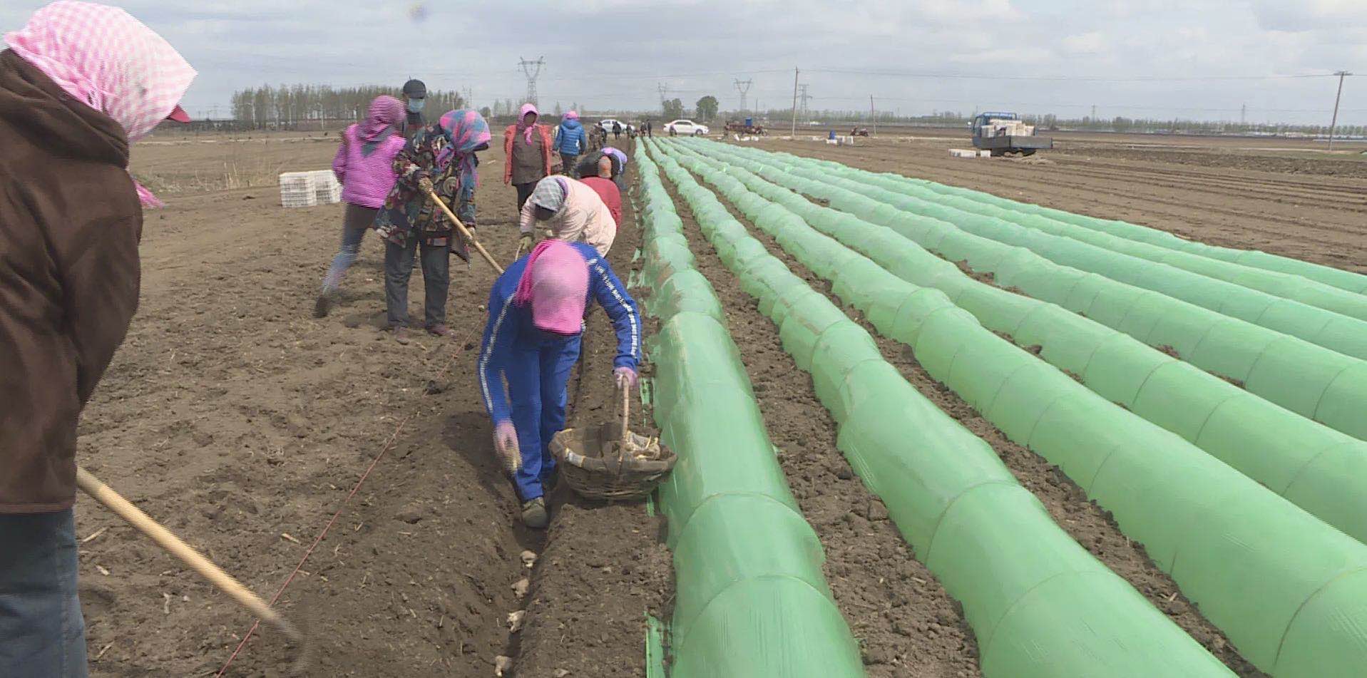 辽宁鞍山：自从种上了葱姜蒜农户生活“调”出好滋味儿