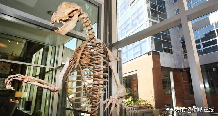 电商巨头亚马逊跨境逆袭,跨境电商亚马逊案例解析