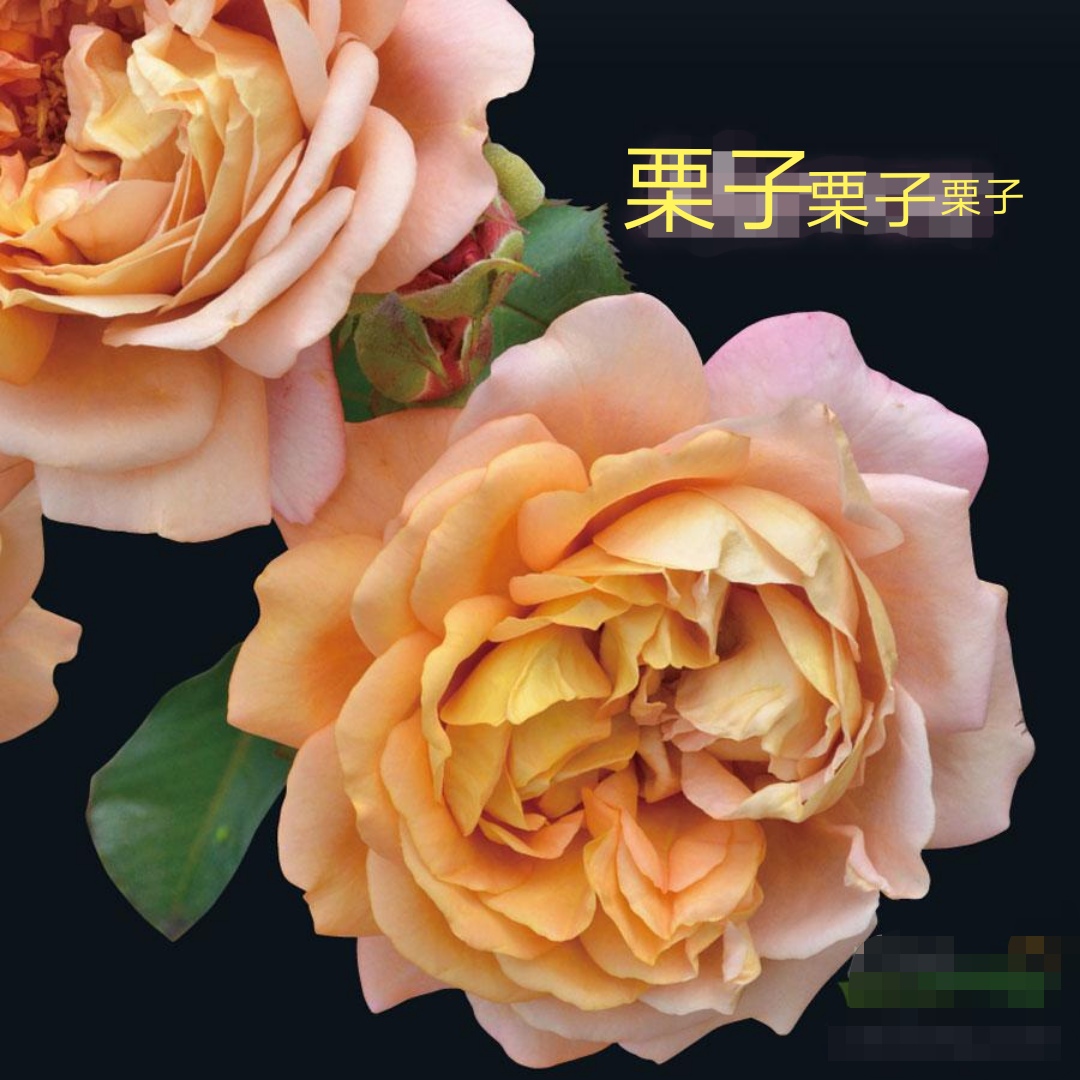 2020年木村卓功月季新品,木村卓功的月季都比较耐阴吗